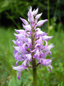 Orchis militaris